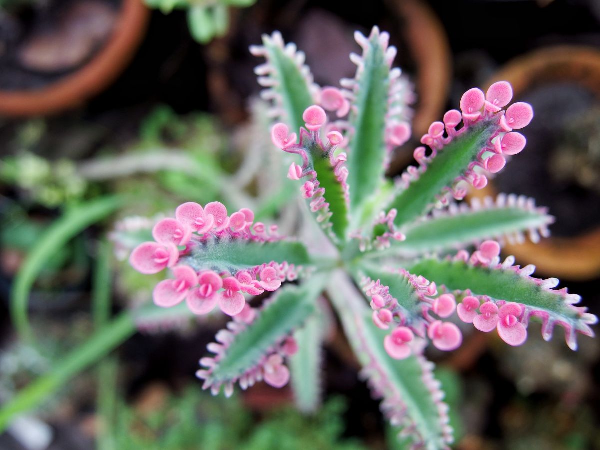 Flower buds on a kalanchoe plant