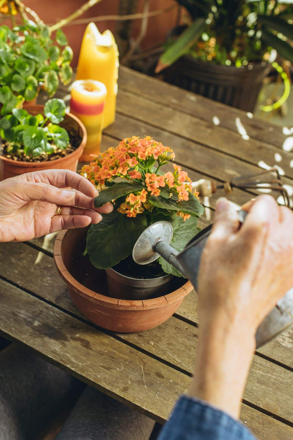 Watering a kalanchoe plant