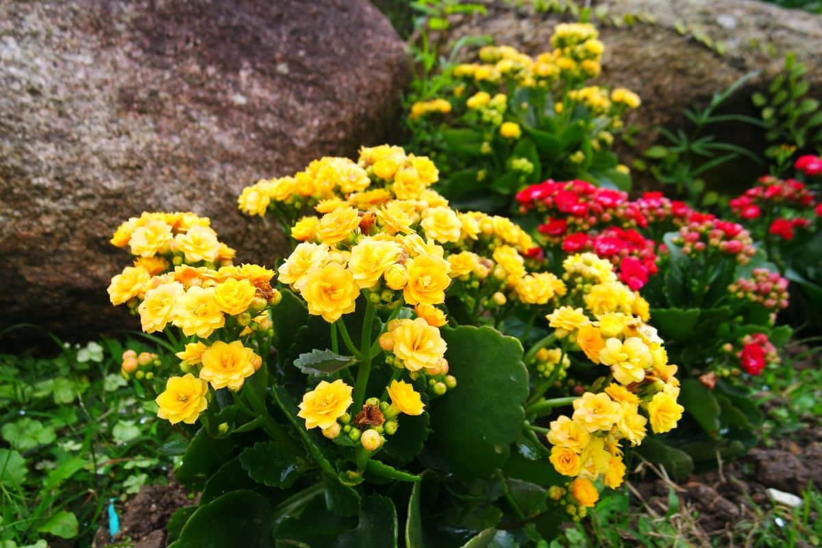 Colorful Kalanchoes growing outside