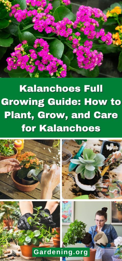 Kalanchoes Full Growing Guide: How to Plant, Grow, and Care for Kalanchoes pinterest image.
