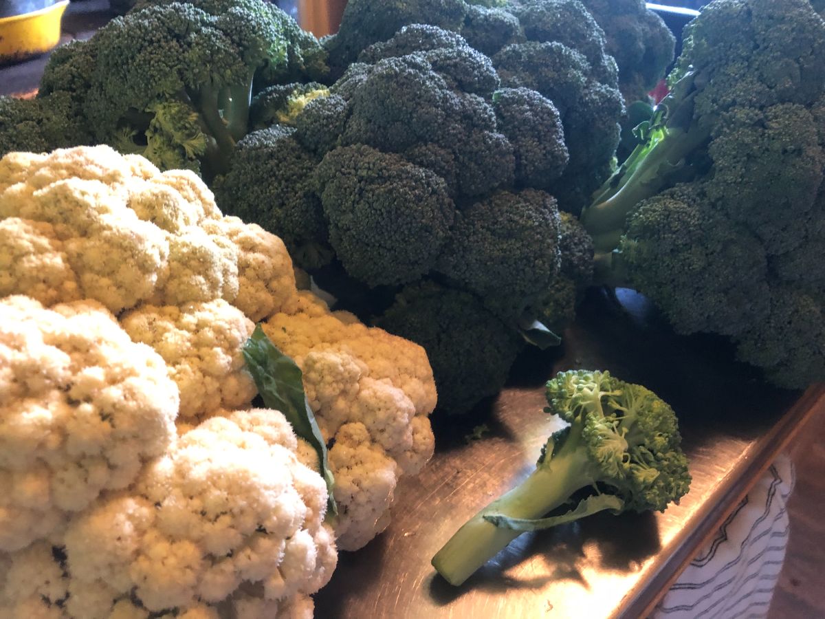 A bumper crop of broccoli and cauliflower