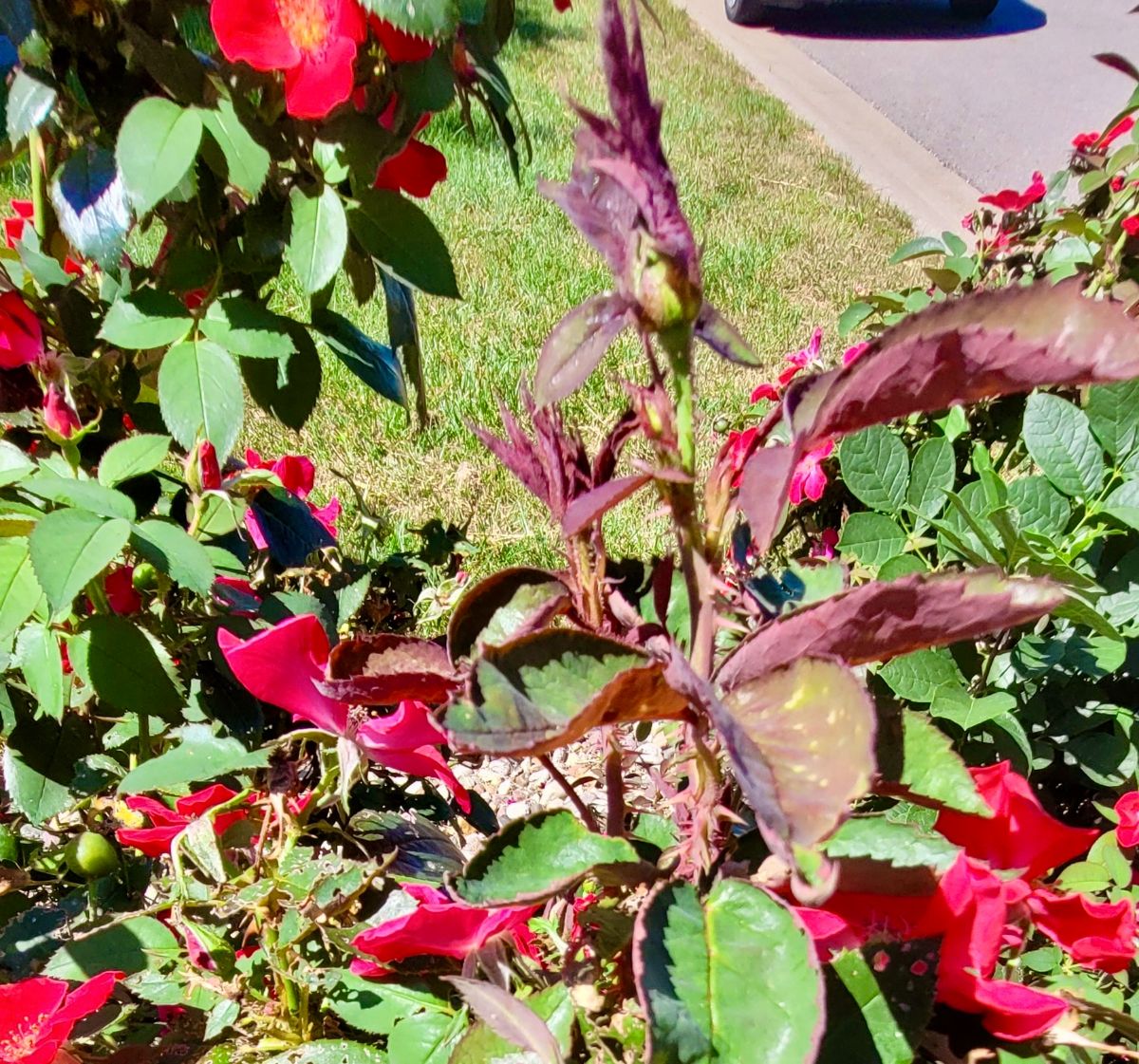 Odd growth of rose with rose rosette disease
