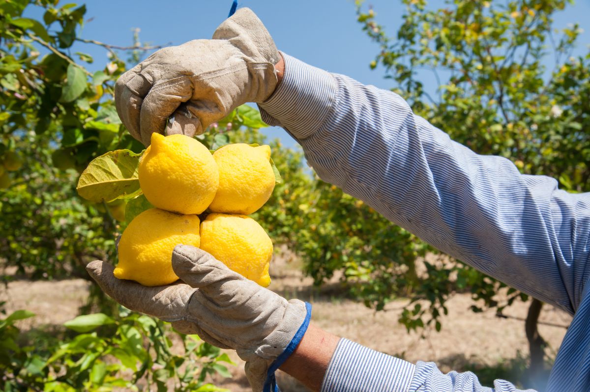 Fresh ripe lemons