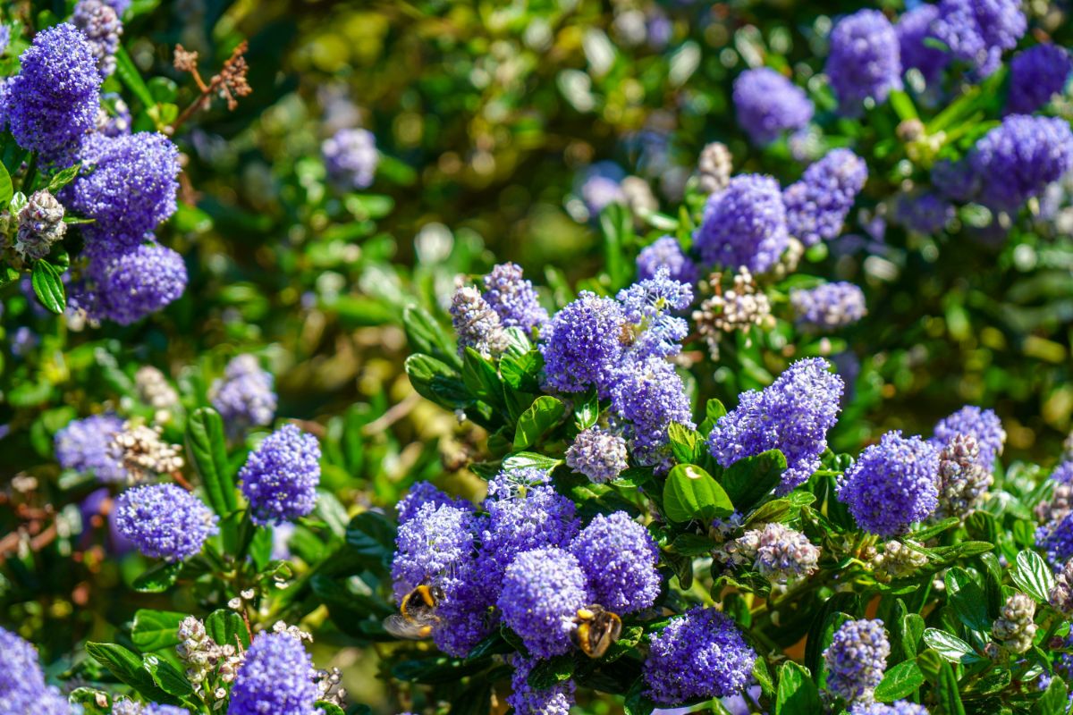 Blooming purple-blue lilacs