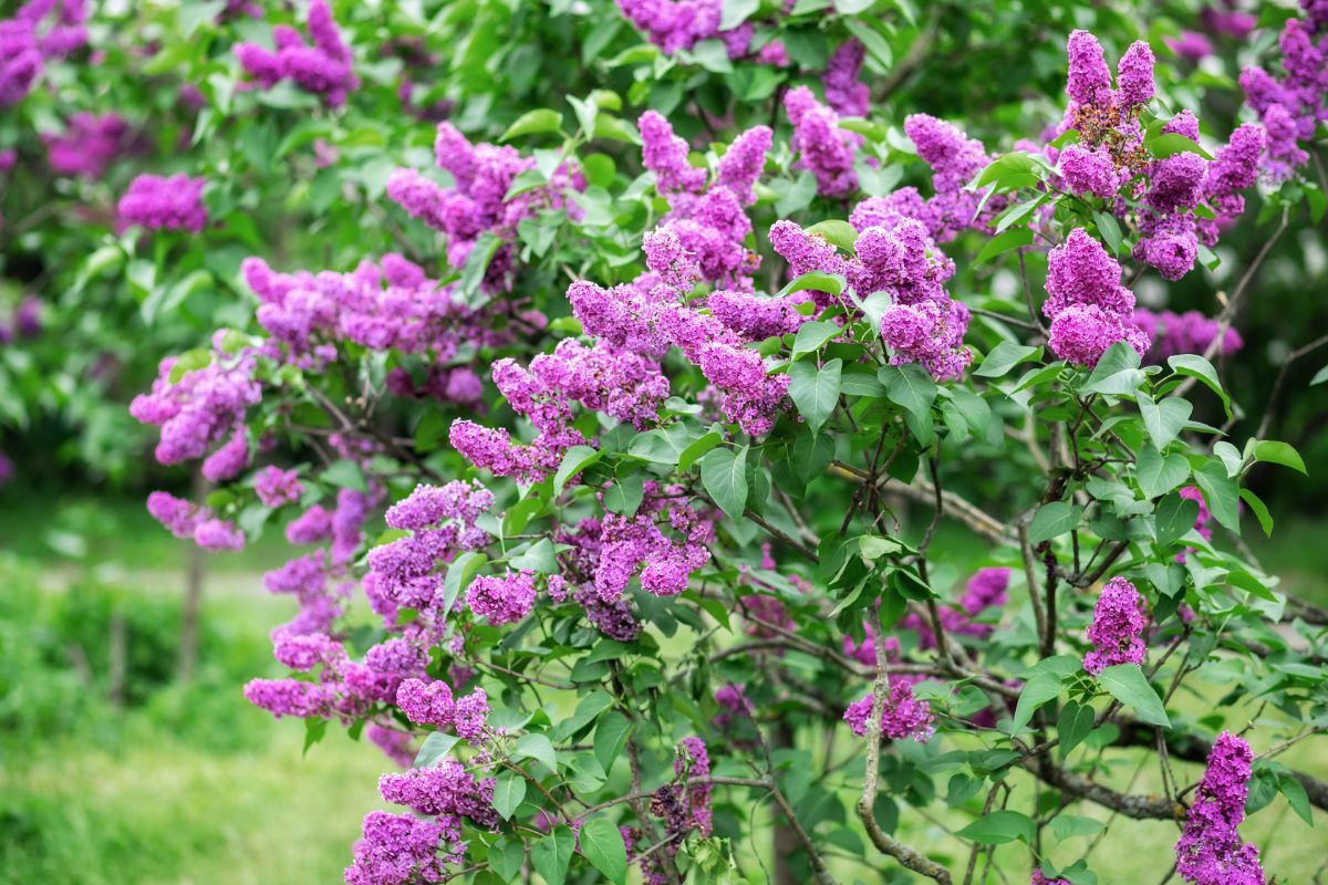 A lilac bush full of blooms