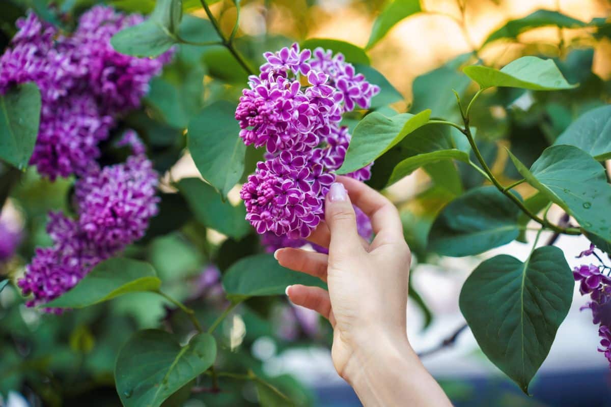 A woman reaching for a lilac flower