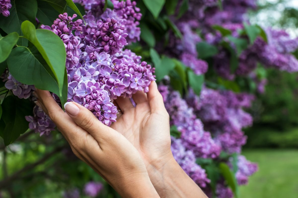 Hands cupping a lilac blossom