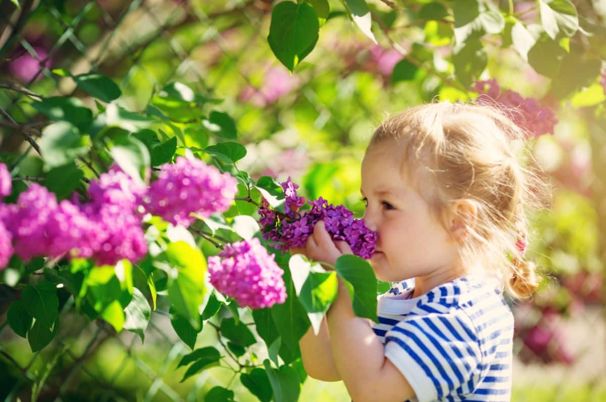 A young girl sniffing a lilac flower