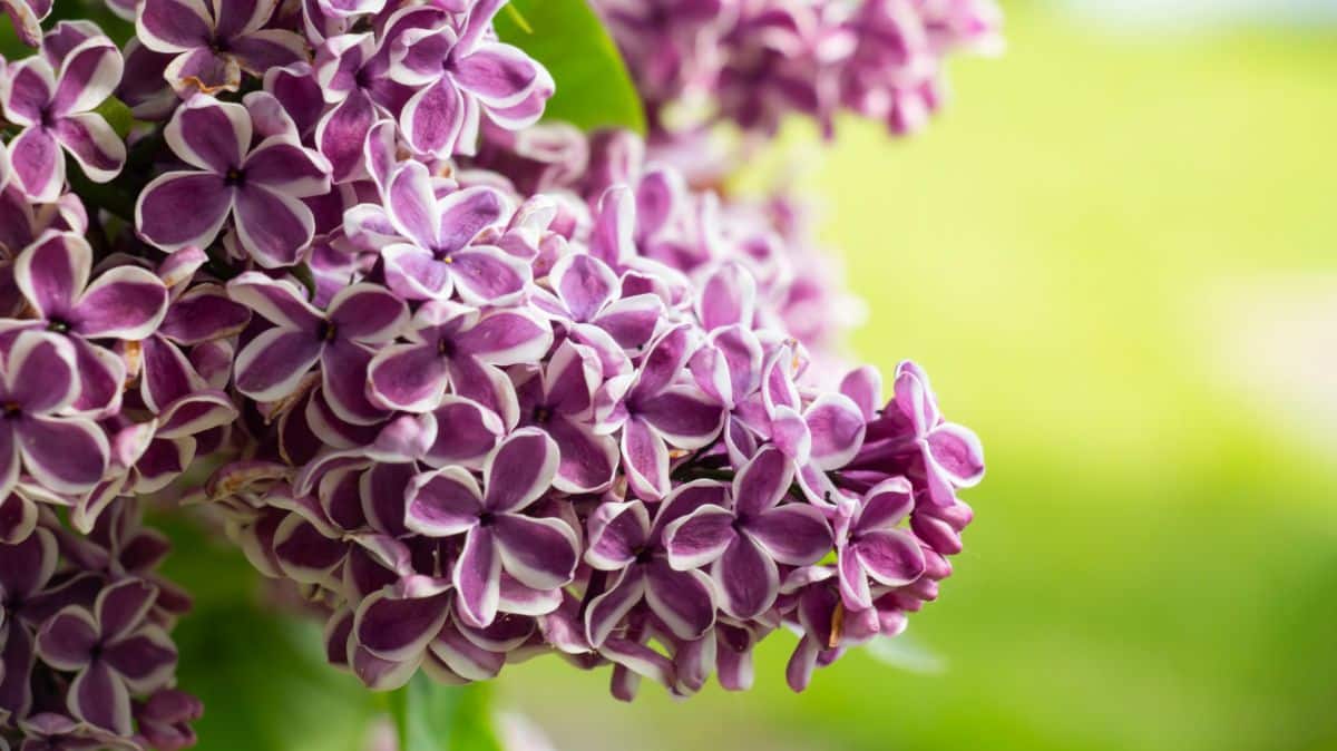 Purple lilac flowers with white edges