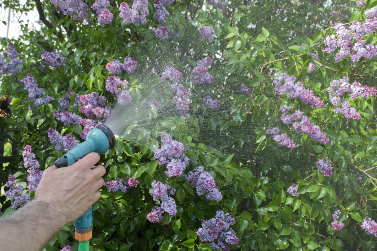 A person spraying water on lilac flowers