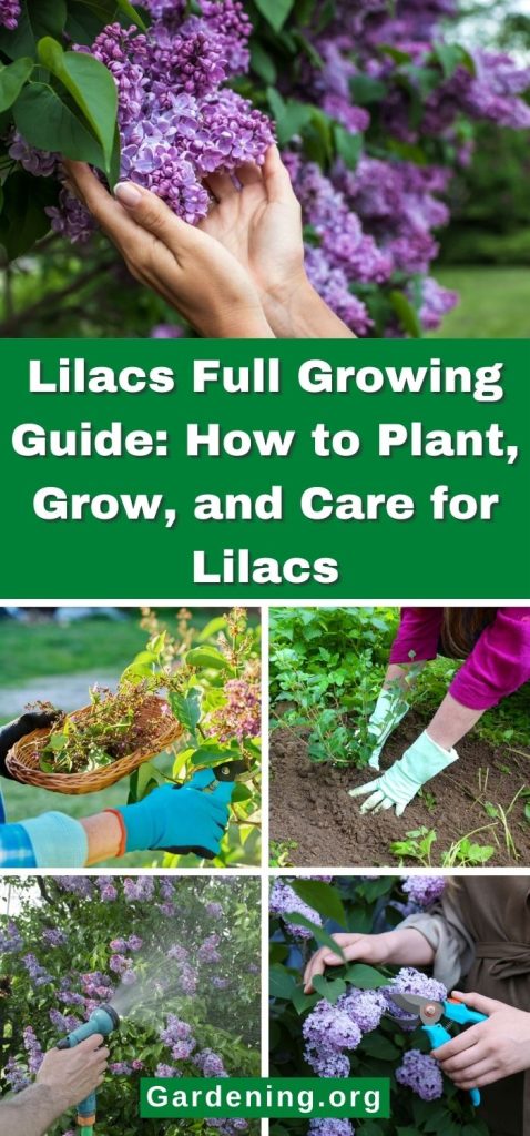 Lilacs Full Growing Guide: How to Plant, Grow, and Care for Lilacs pinterest image.