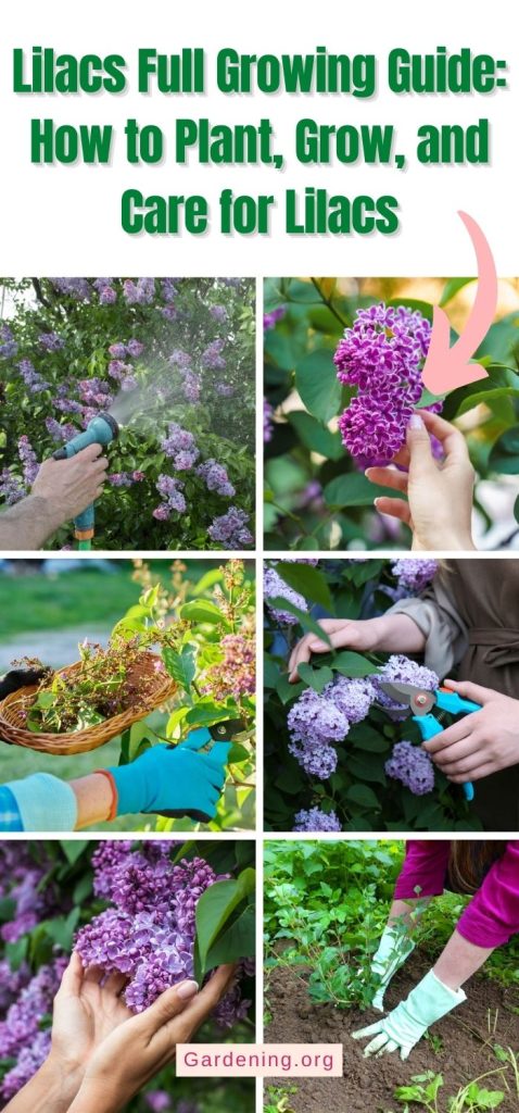 Lilacs Full Growing Guide: How to Plant, Grow, and Care for Lilacs pinterest image.