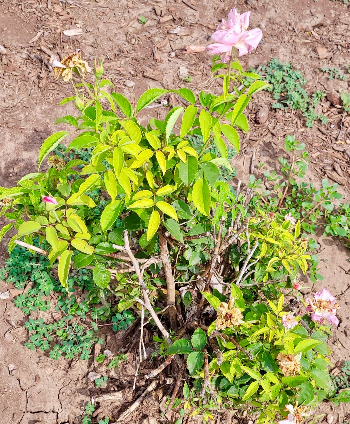 Rose Rosette Disease may result in light colored leaves, too