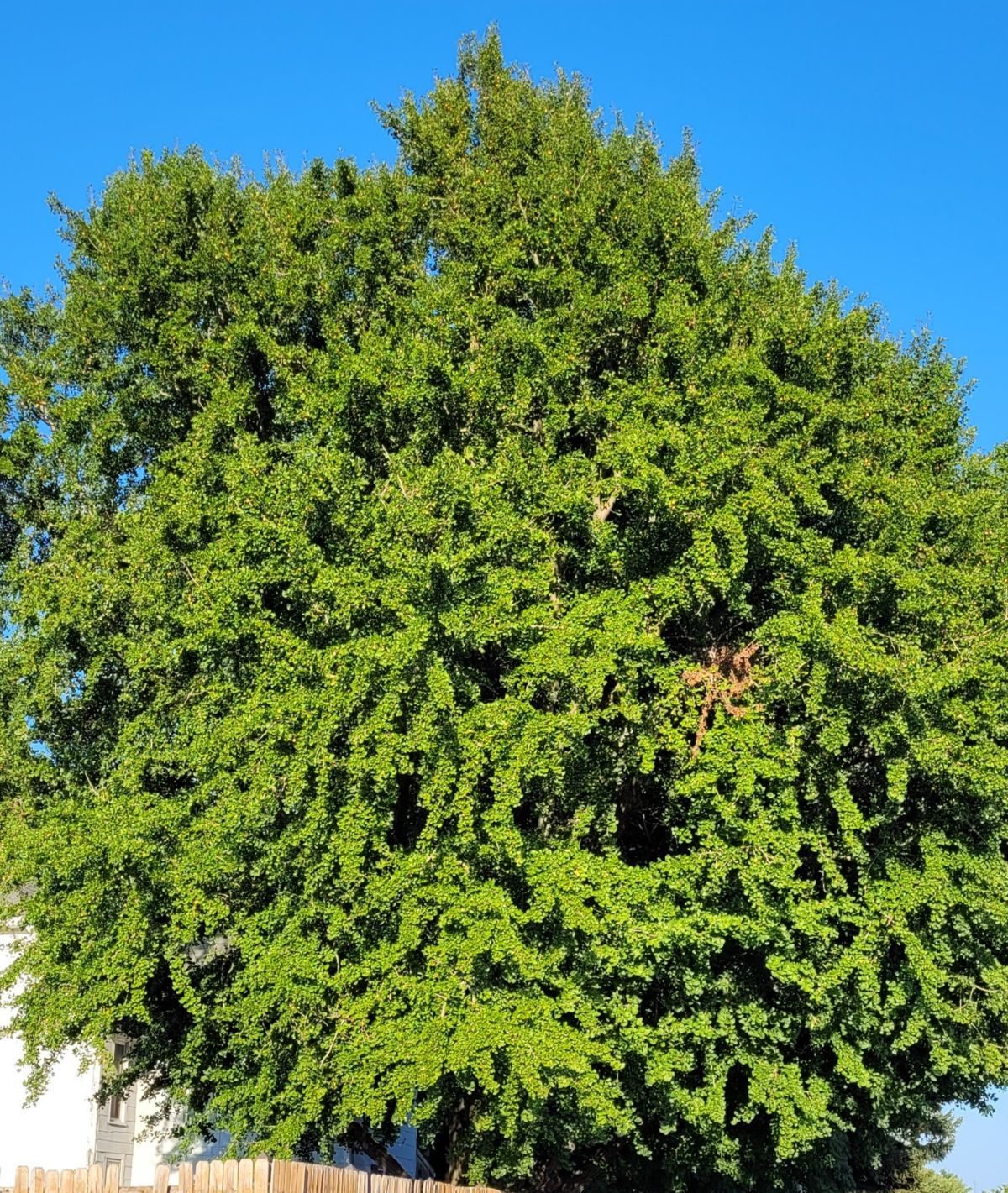 A mature ginkgo tree