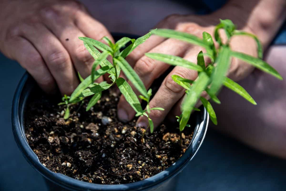 Transplanting milkweed plants