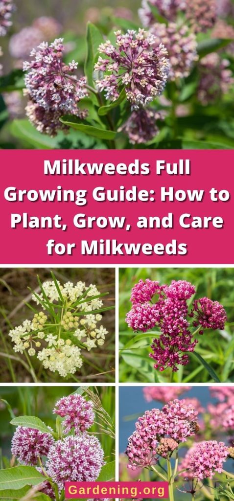 Milkweeds Full Growing Guide: How to Plant, Grow, and Care for Milkweeds pinterest image.