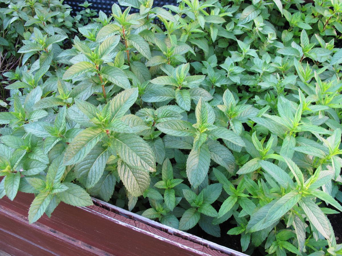 Mint growing in a raised bed