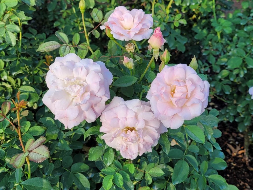 7 Tips for Growing a Low Maintenance Rose Garden + 7 Great Varieties