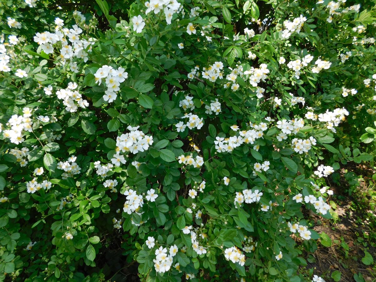 Small multiflora rose blossoms that will turn into hips