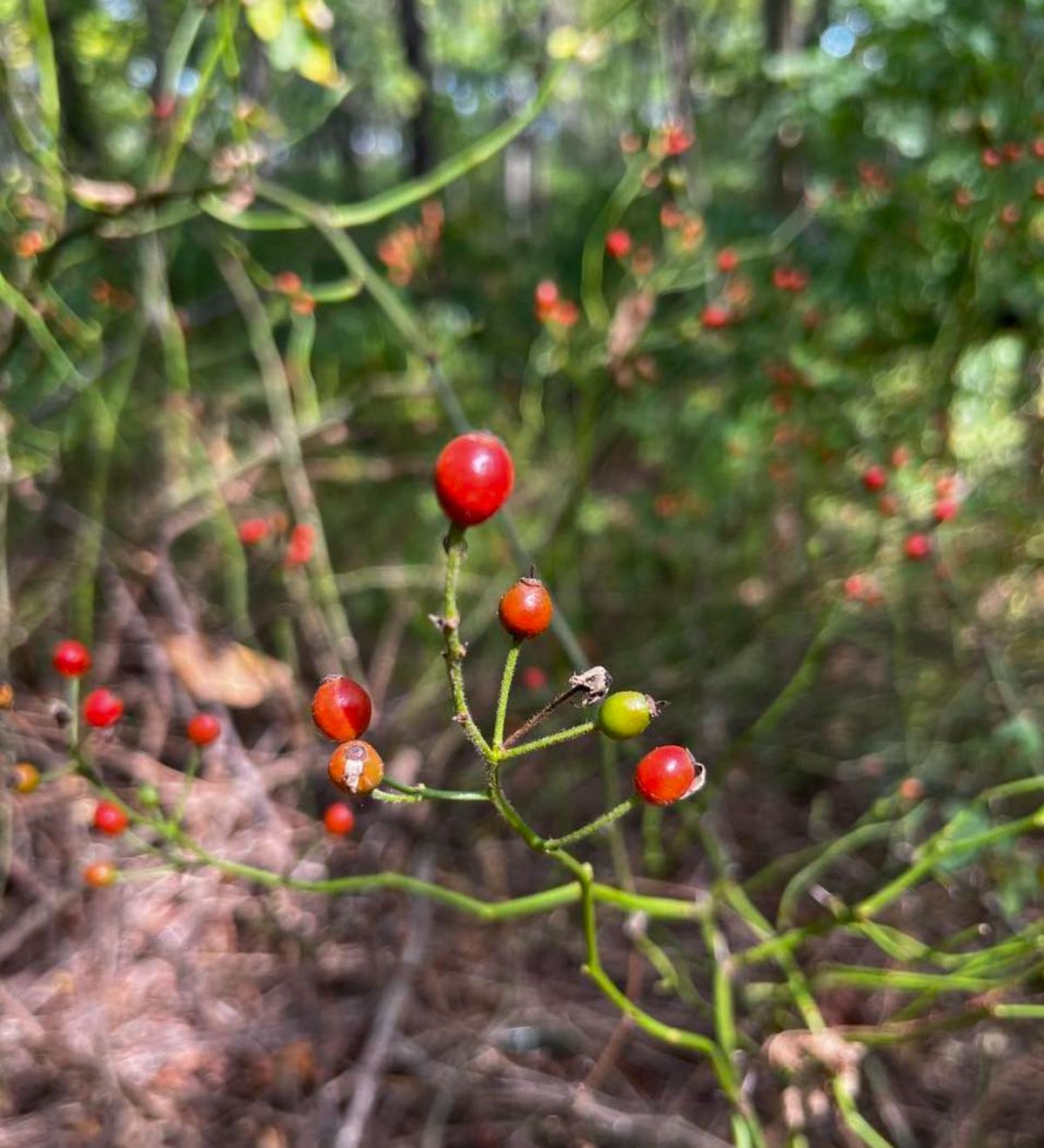 Multiflora rose hips