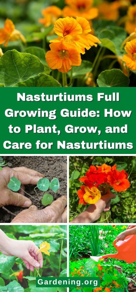 Nasturtiums Full Growing Guide: How to Plant, Grow, and Care for Nasturtiums pinterest image.