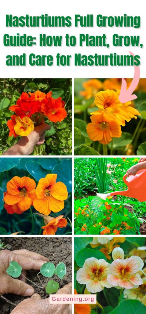 Nasturtiums Full Growing Guide: How to Plant, Grow, and Care for Nasturtiums pinterest image.