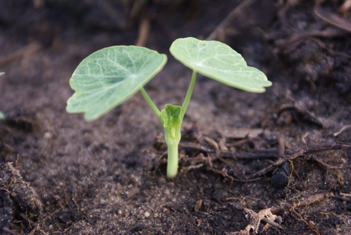 A nasturtium seedling growing in the ground