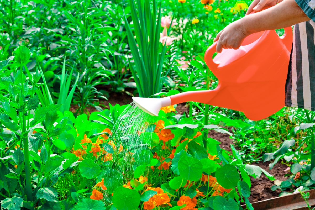 Watering nasturtium plants