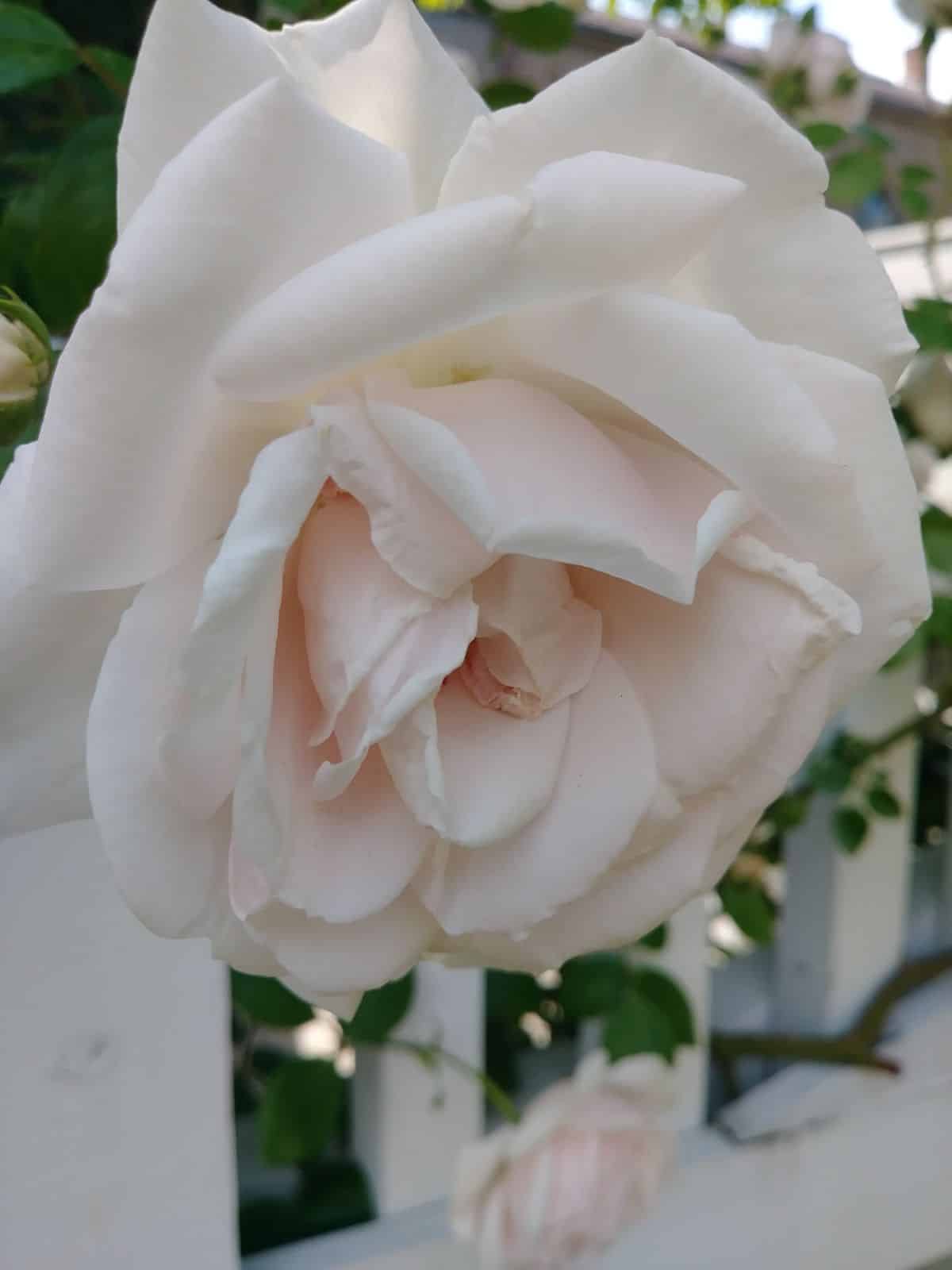 White New Dawn Rose