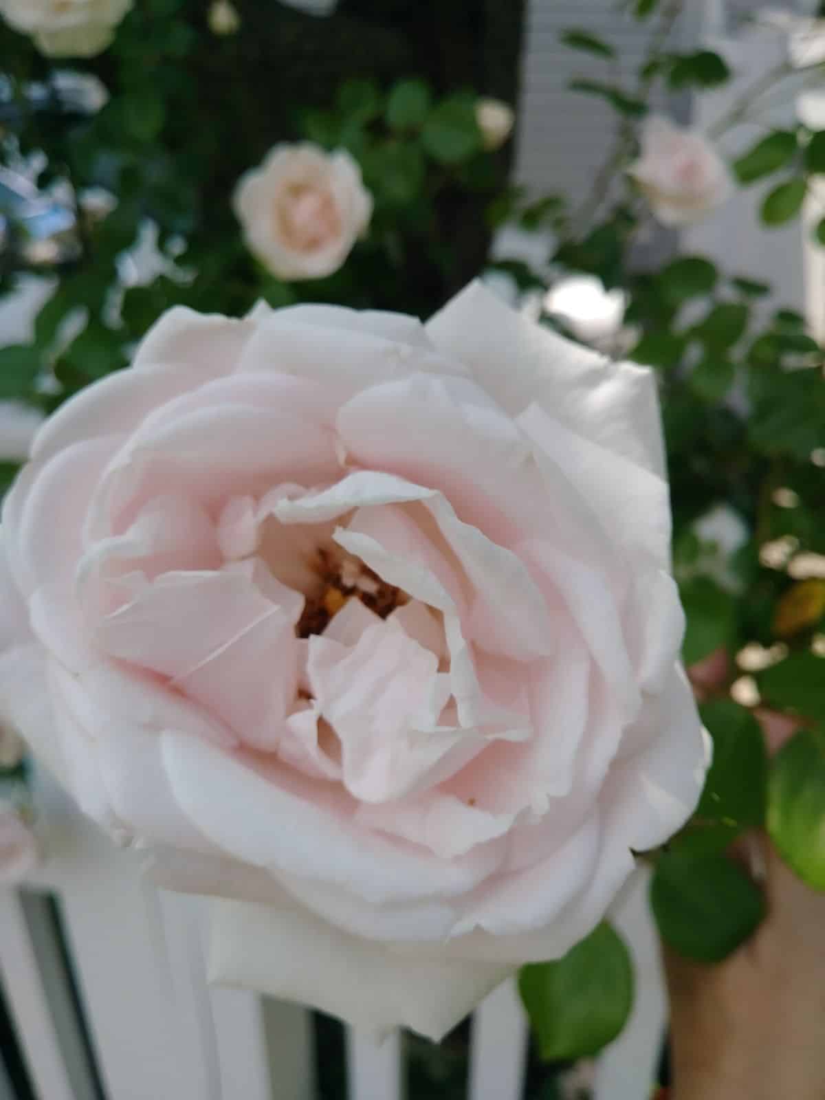 A beautiful rose blossom