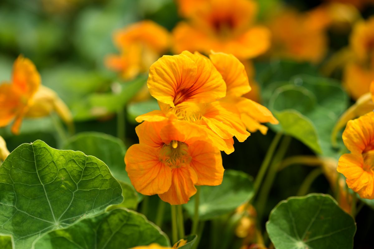 Orange nasturtium flowers