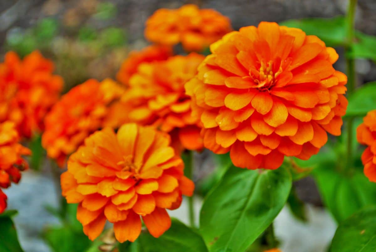 Orange zinnia flowers