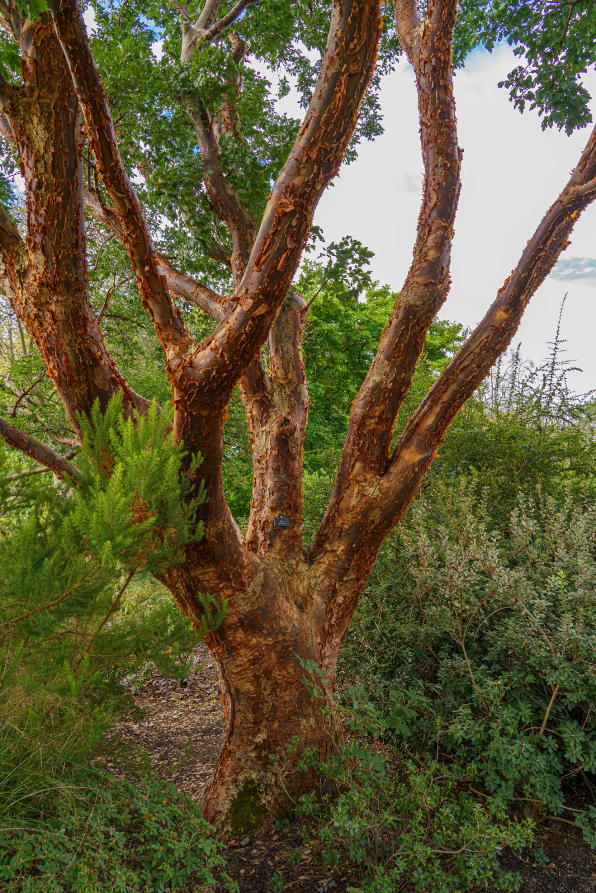 Close up of paperbark maple tree