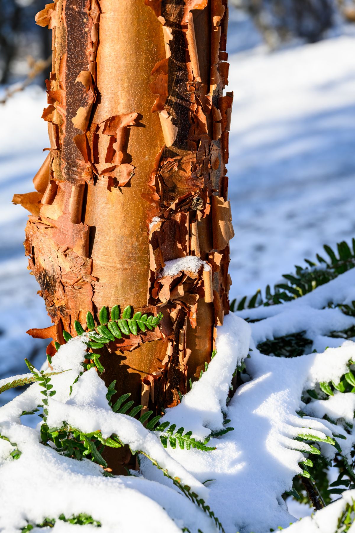 Paperbark maple in winter