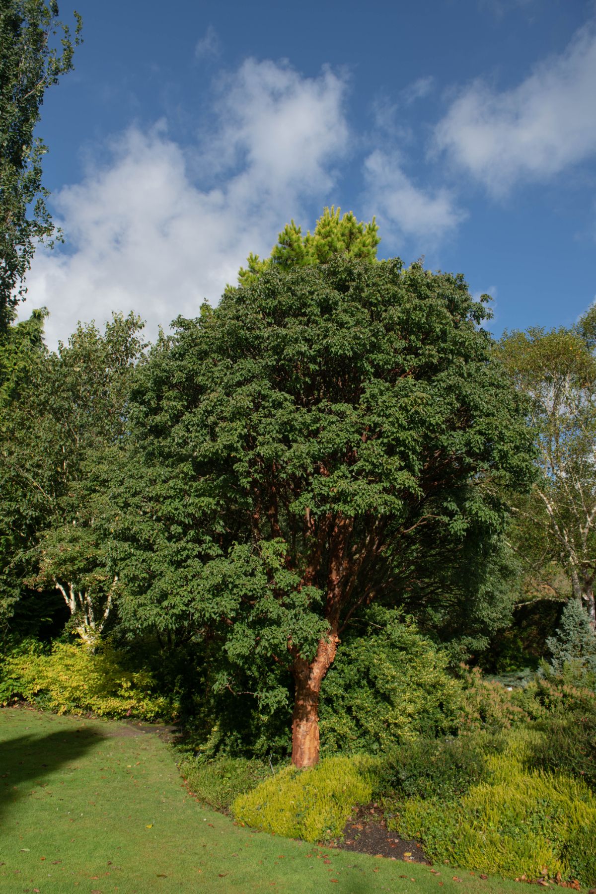 Paperbark maple tree