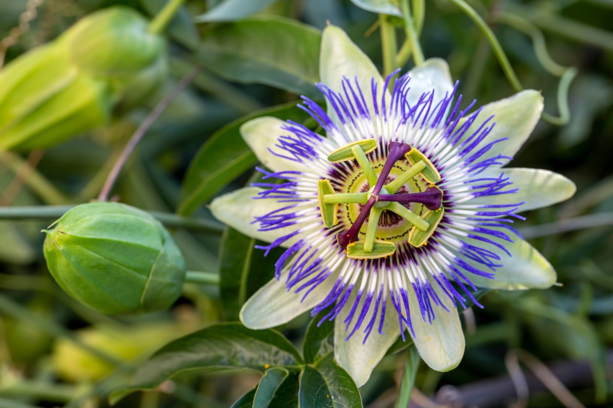 White passion flower with purple rings in center