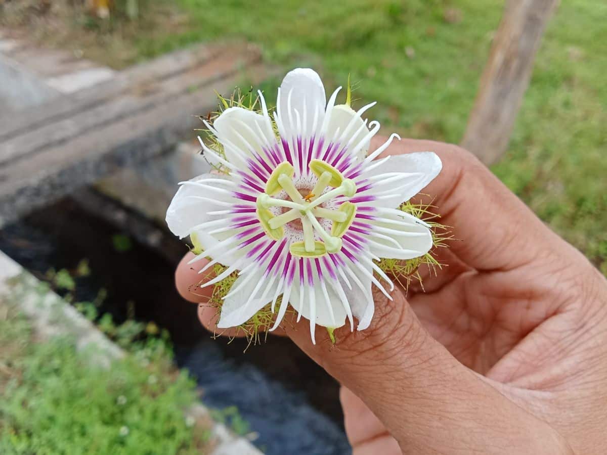White passion flower held in the hand