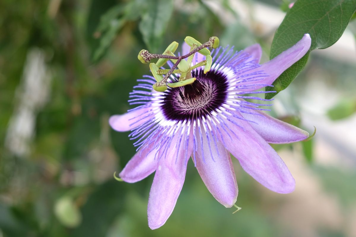 A light purple passion flower