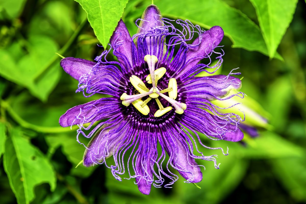A passion flower that is all purple with darker purple center