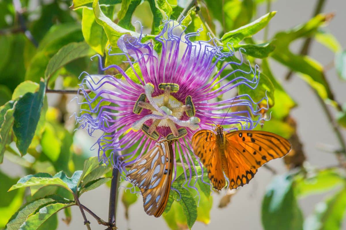 A butterfly on a passion flower