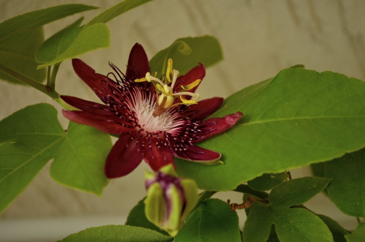 A magenta colored passion flower
