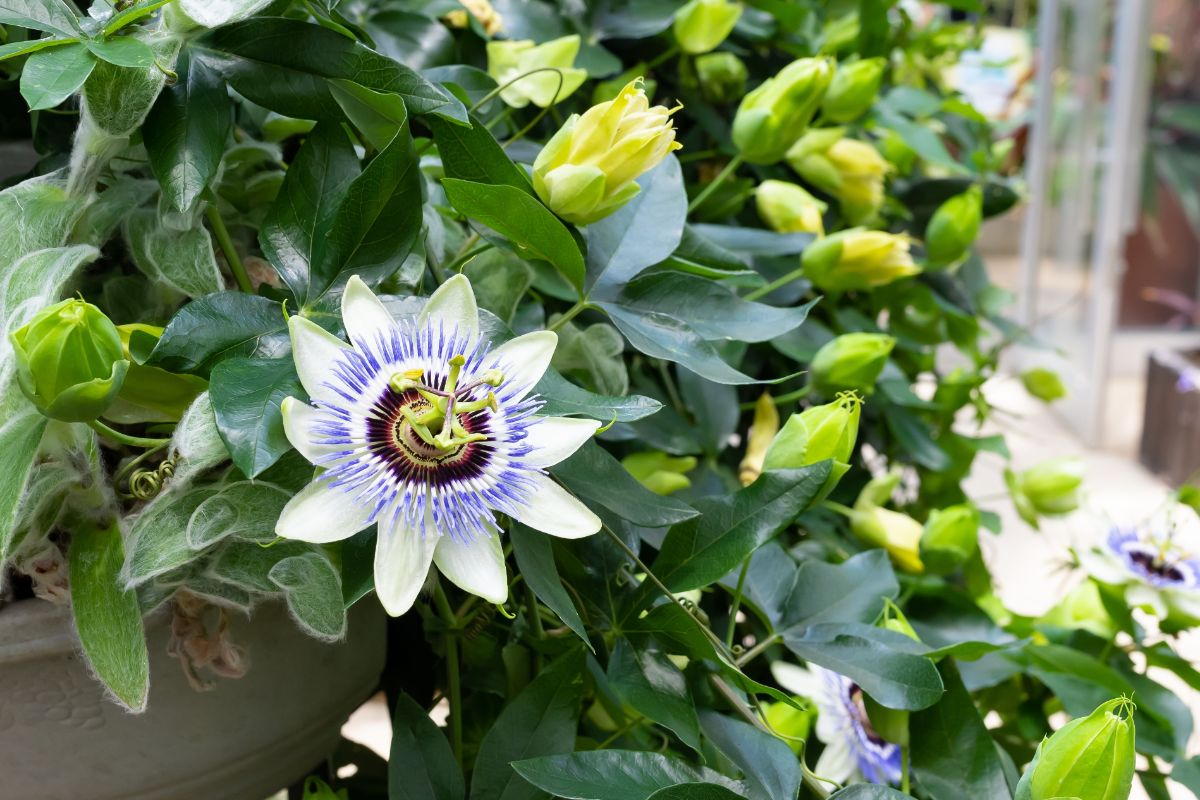 A large open passionflower blossom