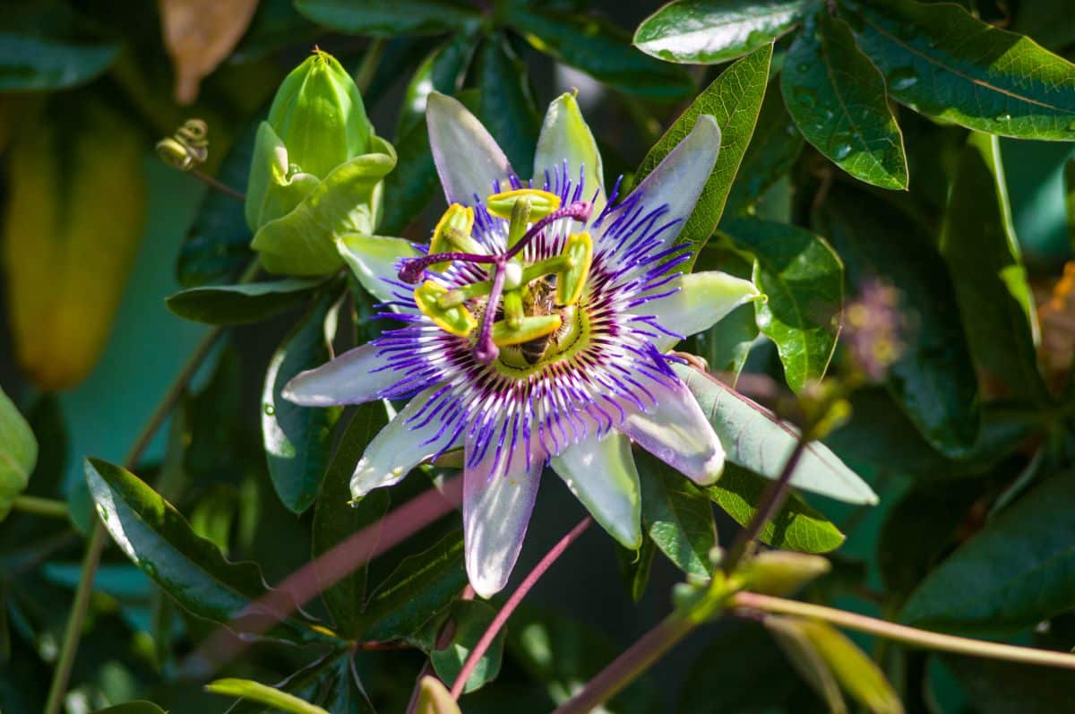 A thick passionflower vine