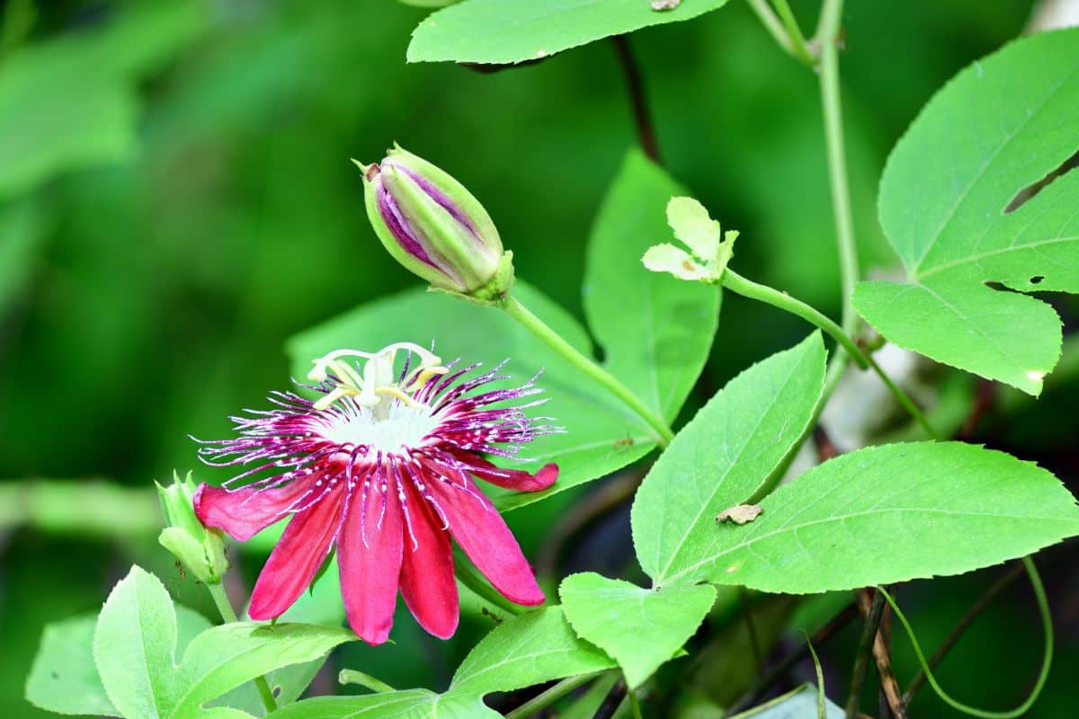Passionflower in varying stages of blooming
