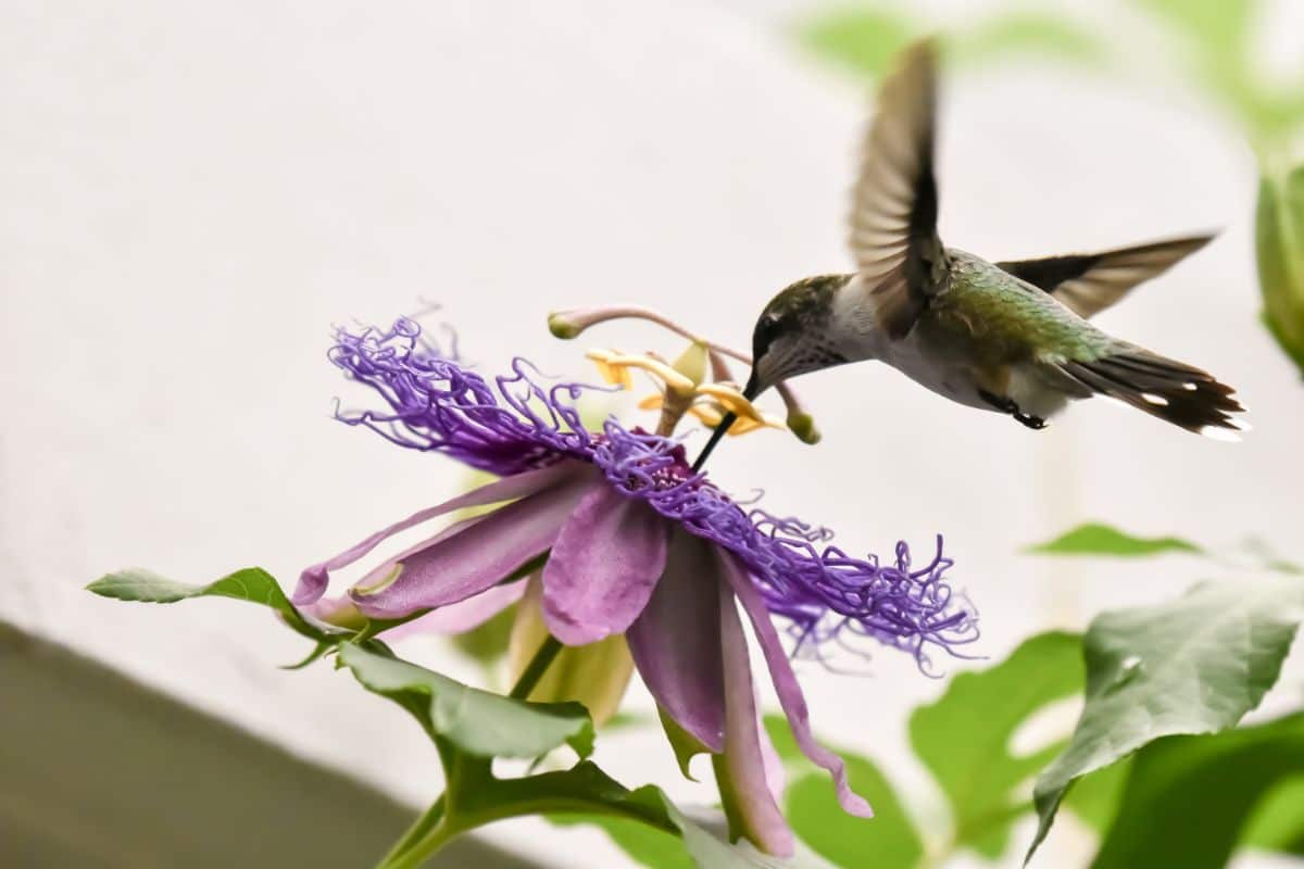 A hummingbird on a passionflower