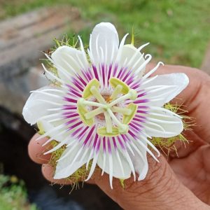 A hand holding a white-pink passion flower.