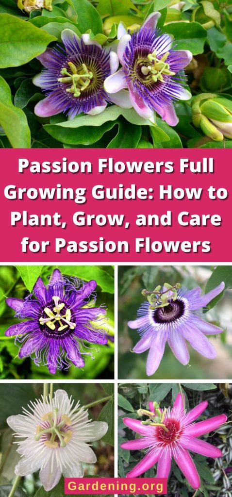 Passion Flowers Full Growing Guide: How to Plant, Grow, and Care for Passion Flowers pinterest image.