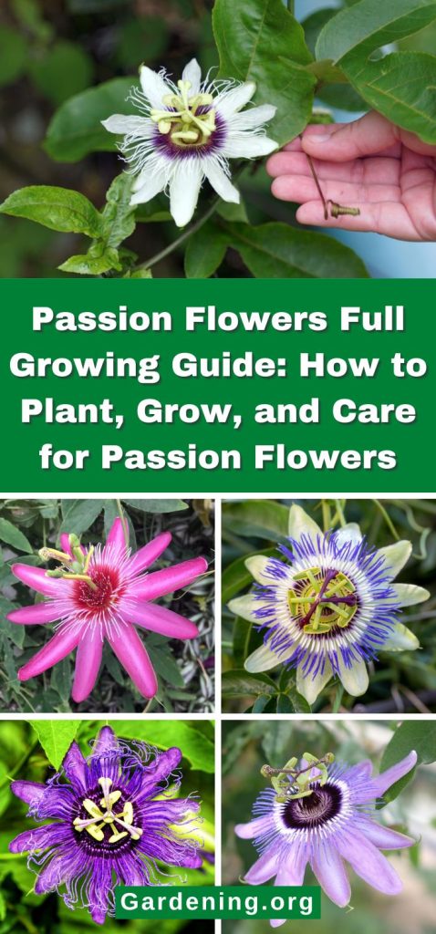 Passion Flowers Full Growing Guide: How to Plant, Grow, and Care for Passion Flowers pinterest image.