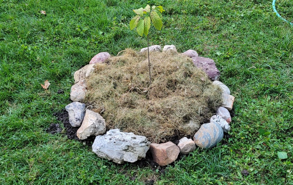 A small tree planted in fall