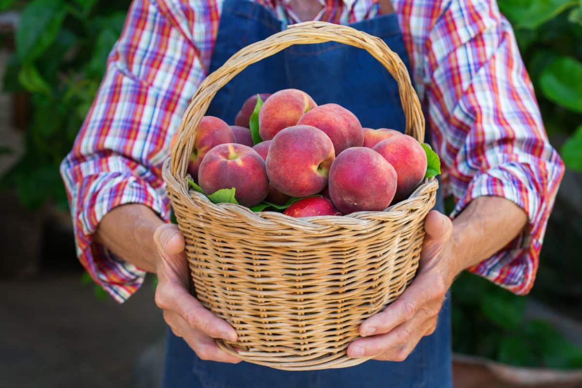 A basket of fresh picked peaches